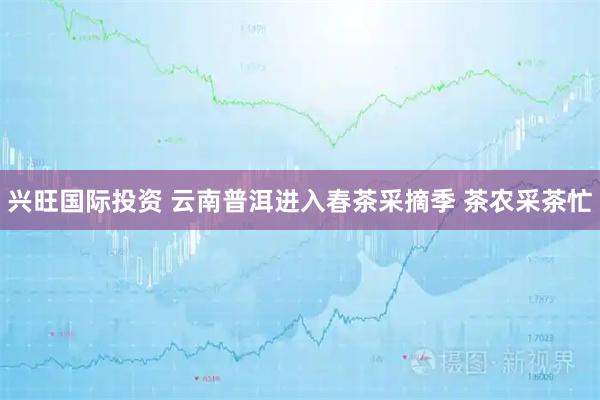 兴旺国际投资 云南普洱进入春茶采摘季 茶农采茶忙